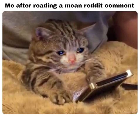 Sad cat meme : r/memes