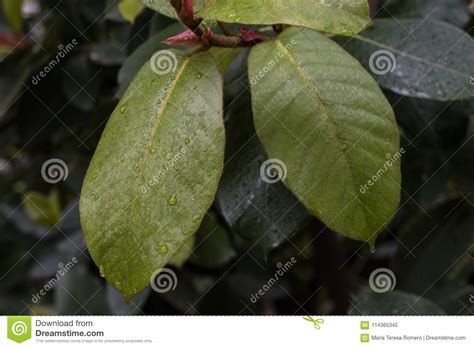 Folhas Verdes E Amarelas Da Planta Tropical Imagem De Stock Imagem De