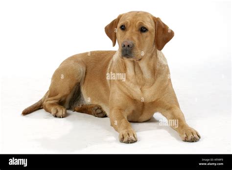 Labrador Lying Down Stock Photos And Labrador Lying Down Stock Images Alamy