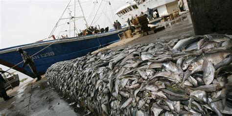 Pourquoi la pêche intensive nuit elle à la planète Mer Océan