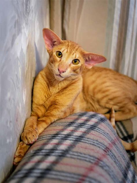 Orange Cat Breeds An Overview With Pictures Faqcats