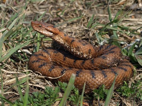 Vipera Aspis Aspis Vipère Aspic Reptile