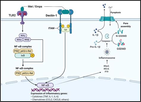 Metformin Empagliflozin And Their Combination Modulate Ex Vivo