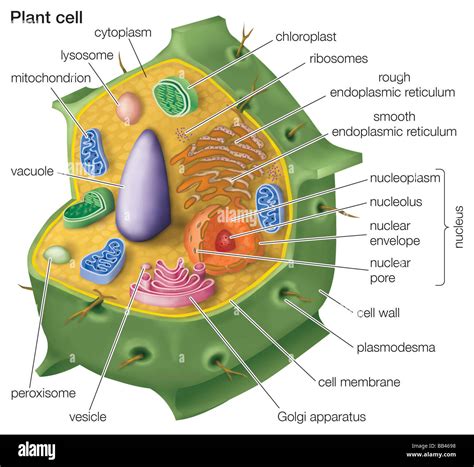 Chromosomes In A Plant Cell