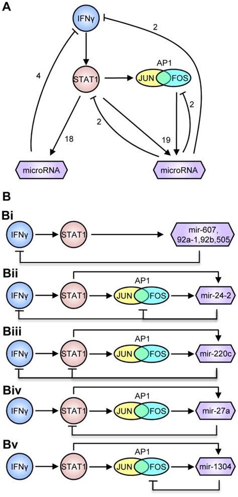 A Overall Representation Of The Feedback Relationships This Network