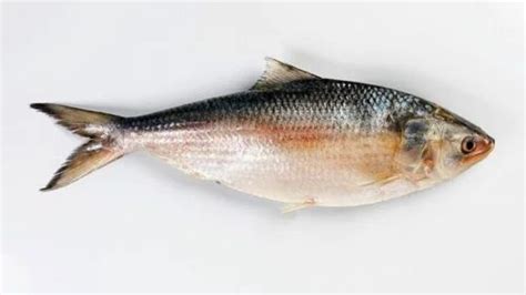 Original Padma Hilsa Fish ( Bangladesh ) at ₹ 2200/kg | Fresh Fish in ...