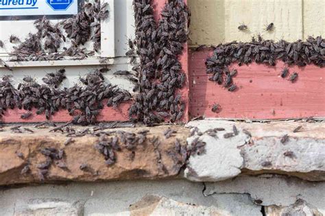 Boxelder Bugs In Utah