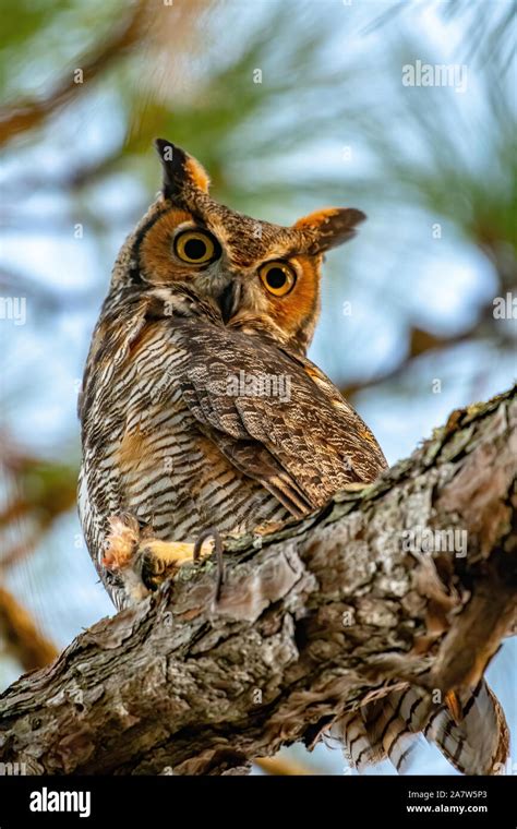 Great Horned Owl Perched In A Tree Stock Photo Alamy