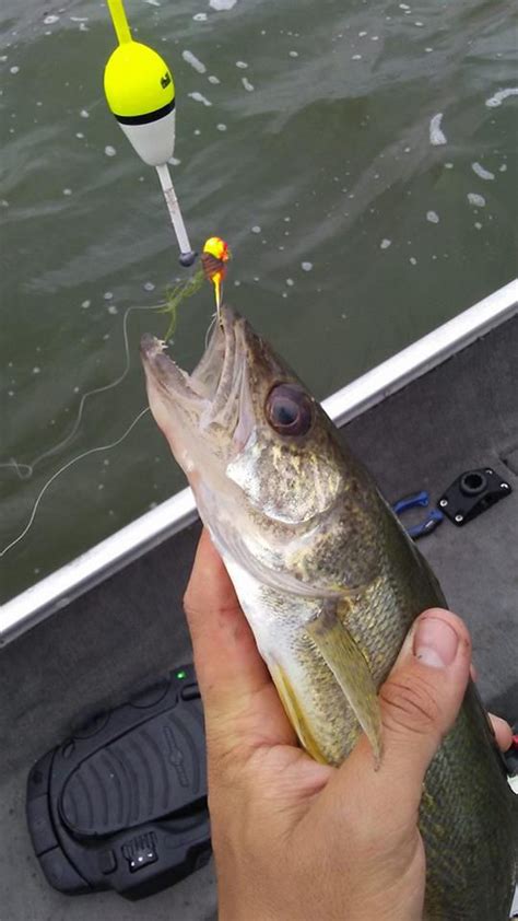 How To Rig Up A Slip Bobber For Walleye Reviewmotors Co