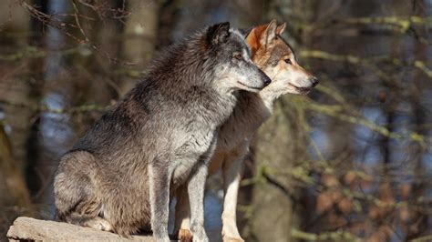 La Región De Asia Donde Los Lobos Evolucionaron A Perros Domésticos