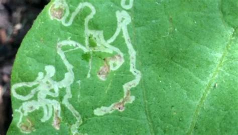 Leafminers Tunneling Larvae In The Garden Gardener S Supply