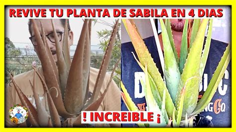 Guía completa Cómo solucionar hojas marrones y blandas en plantas de