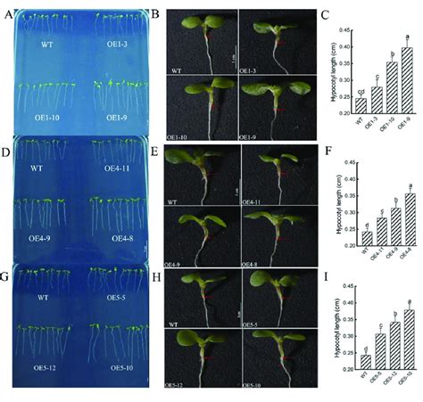 Hypocotyl Development Of Arabidopsis Col 35s Zmga20ox1 35s