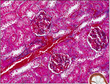 micrograph of renal cortex Diagram | Quizlet