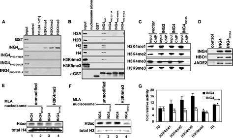 Ing4 Mediates Crosstalk Between Histone H3 K4 Trimethylation And H3