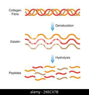 Hidr Lisis Y Desnaturalizaci N Del Col Geno Desde La Mol Cula De