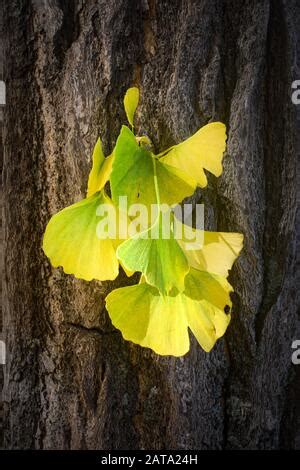 Hojas Amarillas Y Verdes Del Ginkgo Biloba Nmente Conocido Como