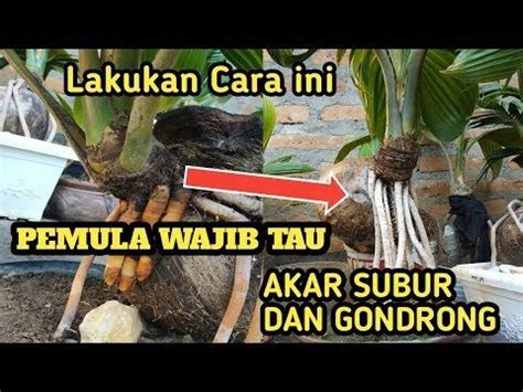 Tips Dan Cara Menumbuhkan Akar Bonsai Kelapa Agar Gondrong