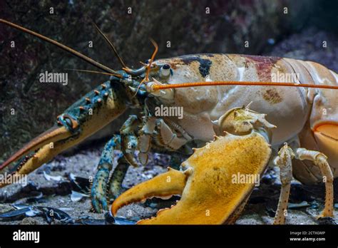 Canadian Lobster Underwater Hi Res Stock Photography And Images Alamy