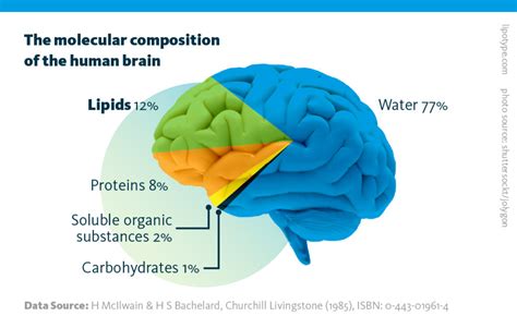 Lipid Profiles Of Neurons And Glia Cells Lipidomic Profiles Of Neural