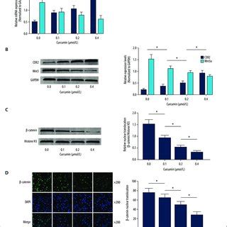 A Columns Indicate The Relative MRNA Expression Levels Of Cdx2 And