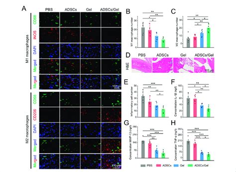 Intra Articular Injection Of Adscs Loaded Ha Egcg Hydrogel Induced