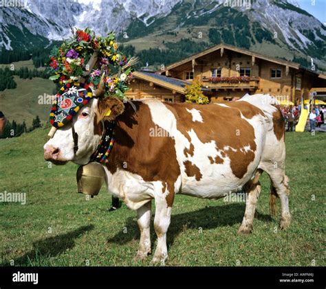 Alpine Cows Decorated According To Custom Austria Europe Stock Photo