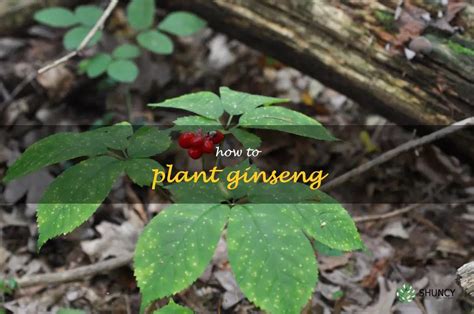 Growing Ginseng A Step By Step Guide To Planting And Caring For Your Ginseng Garden Shuncy