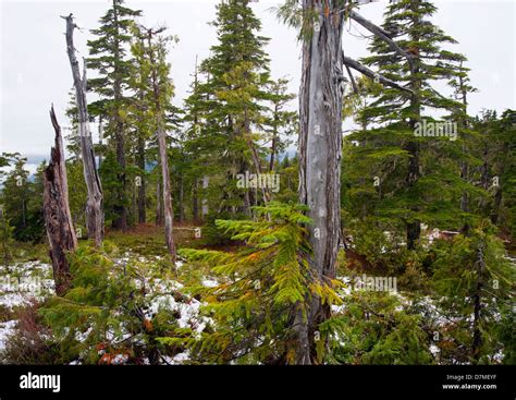 Subalpine Hi Res Stock Photography And Images Alamy