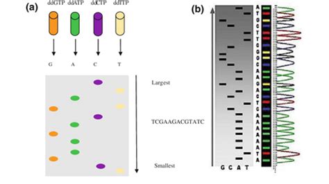 PCR And DNA Sequencing Flashcards Quizlet