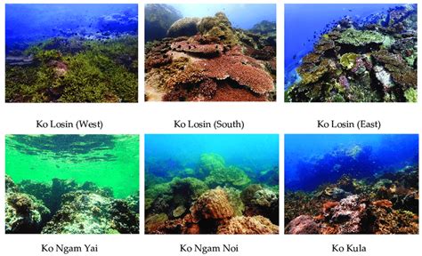 Underwater Photographs Showing The Dominant Coral Species At The Study