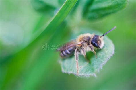 young bee stock image image  sunbath morning leaf