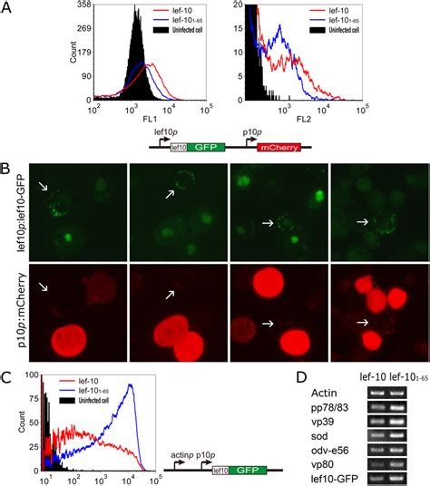 A Flow Cytometry Analysis Of The Effect Of LEF 10 C Terminal