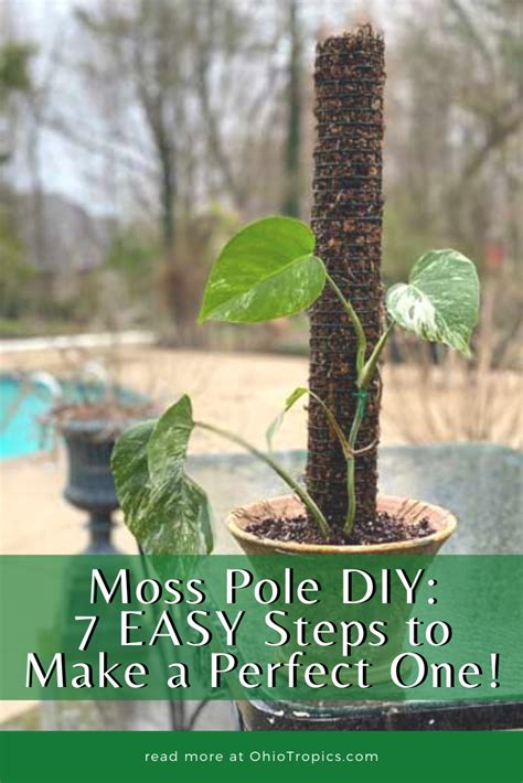 Moss Pole Diy 7 Easy Steps To Make A Perfect One Moss Plant Indoor Climbing Plants Climber