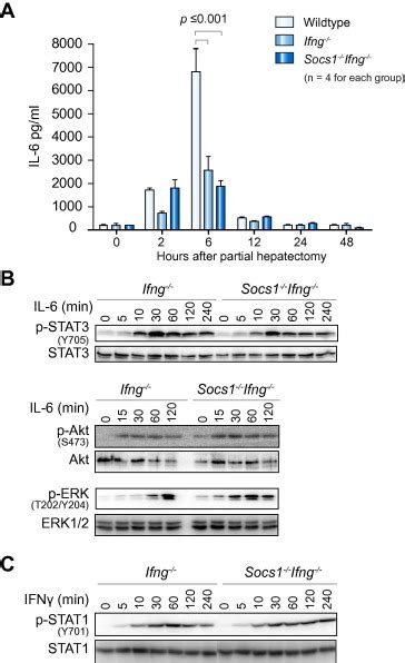 SOCS1 Controls Liver Regeneration By Regulating HGF Signaling In