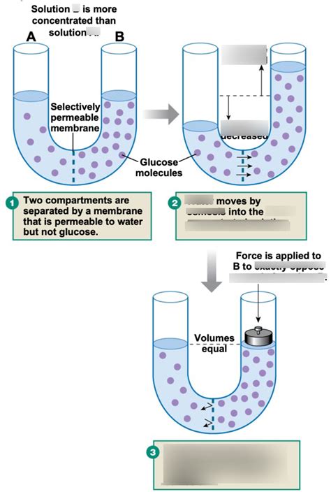 Osmosis Osmotic Pressure Diagram Quizlet