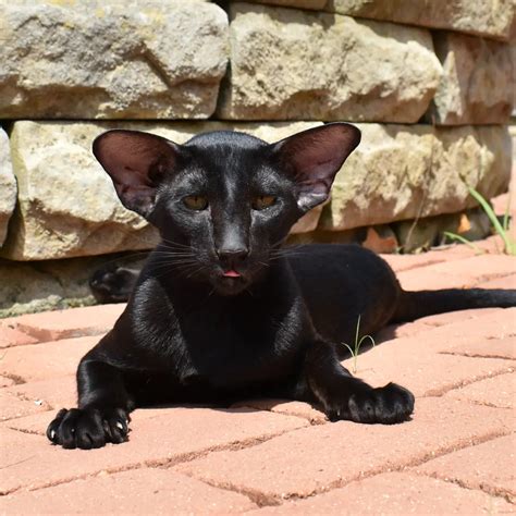 Our Oriental Shorthair and Siamese Breeder Cats