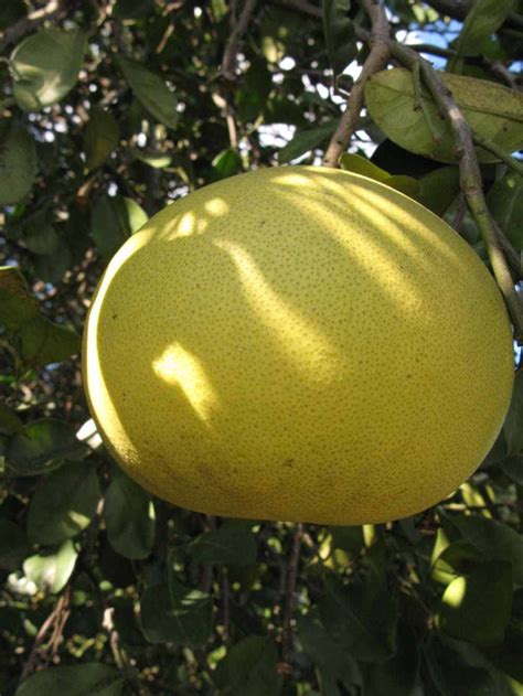 M Tech Gardens Live Rare Tropical Citrus Maxima Pomelo Lemon Fruit 1