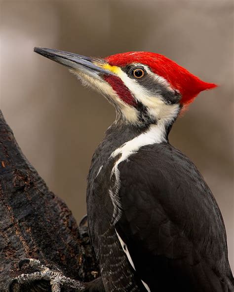 Pileated Woodpecker One Visits Our Woods Every Year But Only Stay