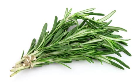 Twig Of Rosemary Stock Photo By ©margo555 17350505