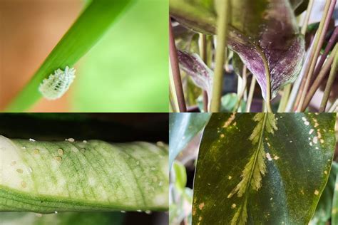 Nuisibles Et Parasites Comment Soigner Sa Plante Verte