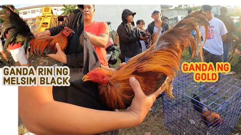 PRICE UPDATE NG MGA MANOK SA BOCAUE BULACAN YouTube