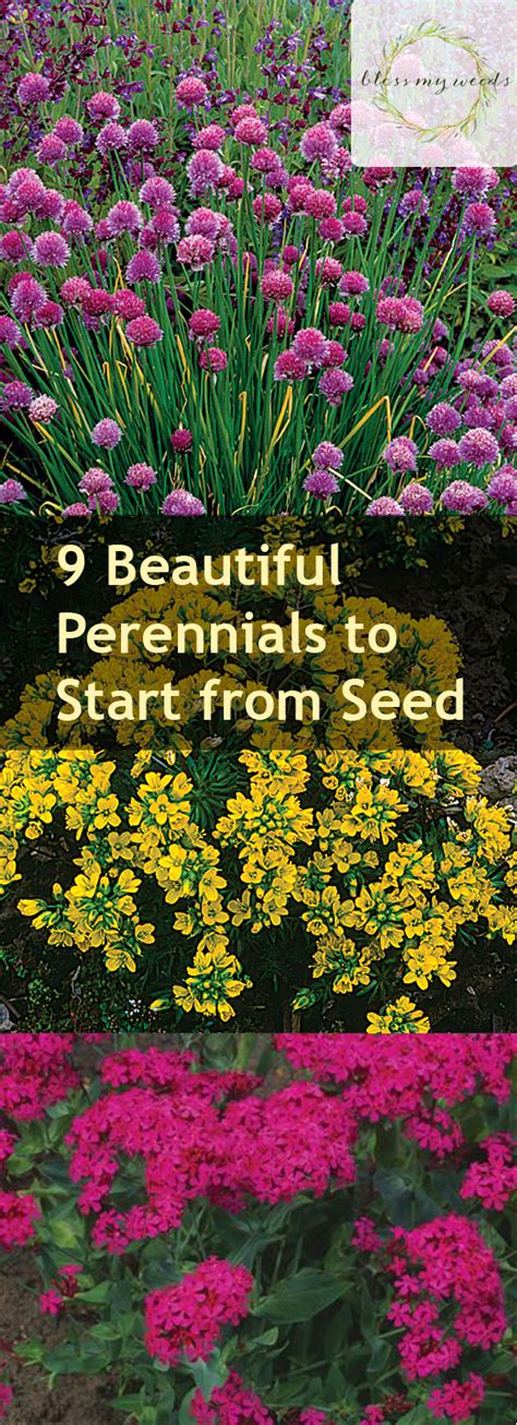 Beautiful Perennials To Start From Seed Bless My Weeds