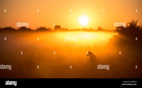 Lioness Panthera Leo Sitting During Misty Sunrise Okavango Delta