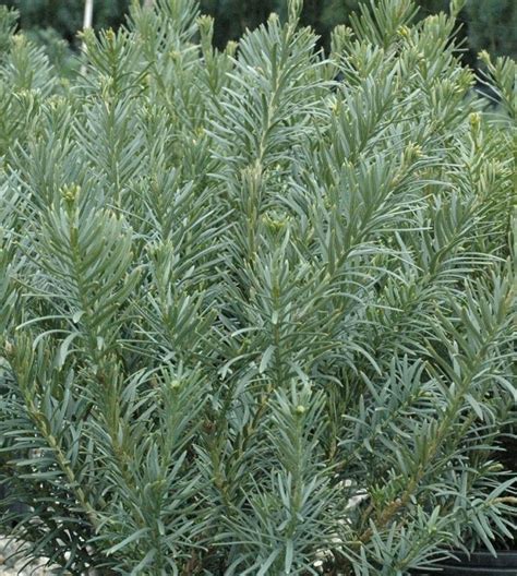 Cephalotaxus Harringtonia Fastigiata Upright Japanese Plum Yew From