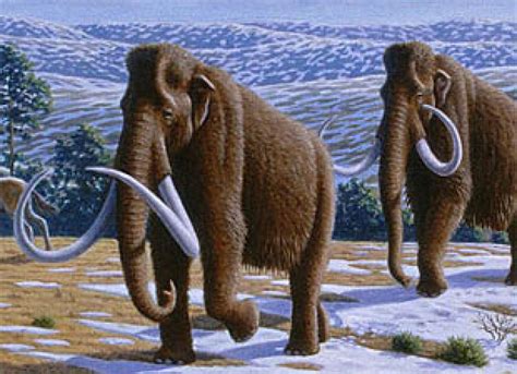 S Korean Hwang Woo Suk To Clone Extinct Woolly Mammoth Asian