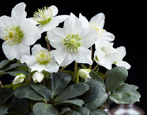 Helleborus Hoe Verzorgen Snoeien Perfect Garden