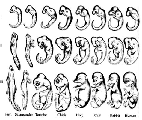 Haeckel S Version Of Vertebrate Embryonic Development The Top Row