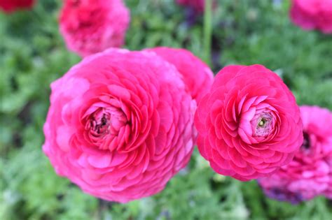 The Latest Blooms at Chicago Botanic Garden: Spring 2021 - Floradise