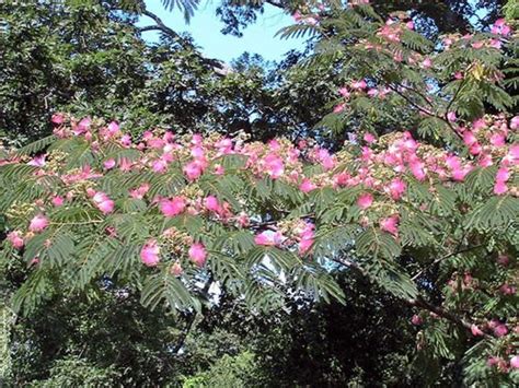 Mimosa Trees: Beautiful, Exotic, Aromatic -- and Threatening? | Dengarden